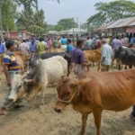 Daily Gazipur
